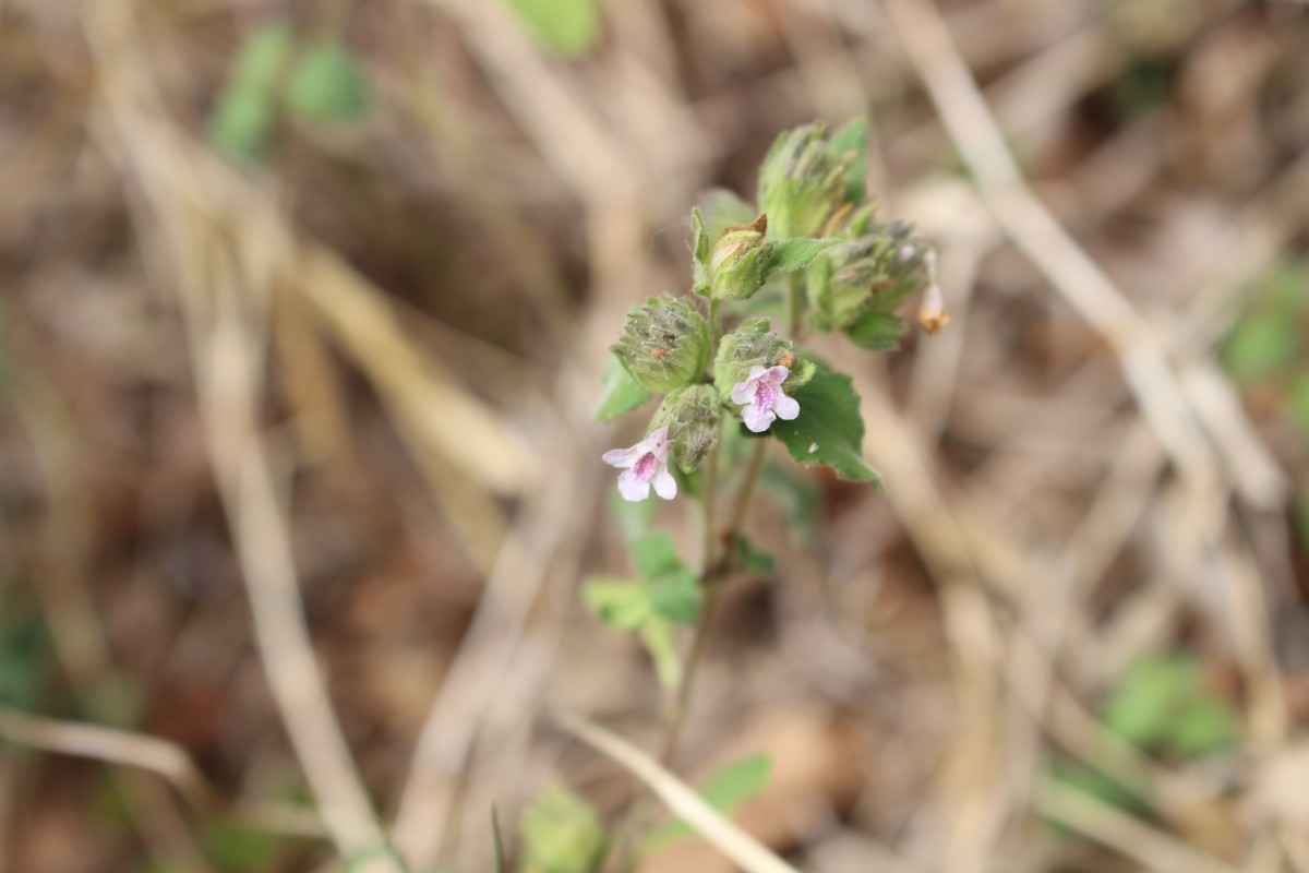 Lepidagathis fasciculata (Retz.) Nees